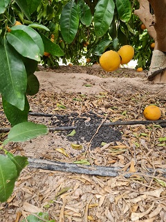 imagen primera de pruebas en campo de cultivo