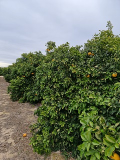 imagen segunda de pruebas en campo de cultivo