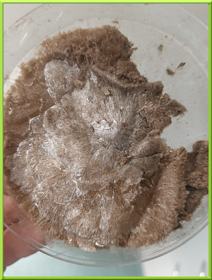 EXFOLIATED GRAPHENE OXIDE